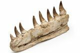 Mosasaur Jaw Section with Eight Teeth - Morocco #225282-5